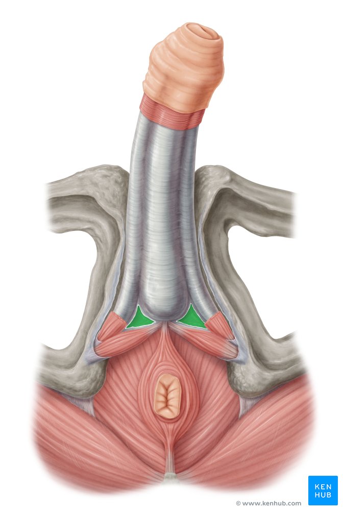 Perineal membrane (green) - inferior view of male perineum