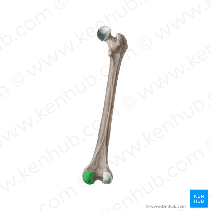 Medial condyle of femur (Condylus medialis femoris); Image: Liene Znotina
