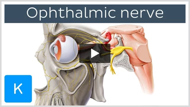 Anatomy of the trigeminal nerve (CN V): Video