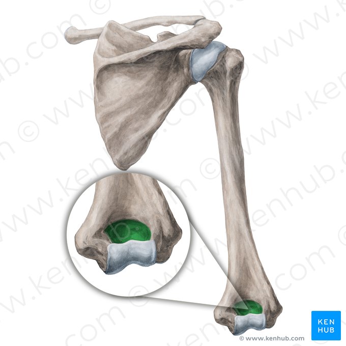 Olecranon fossa of humerus (Fossa olecrani humeri); Image: Yousun Koh