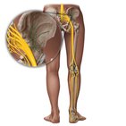 Gluteal nerves