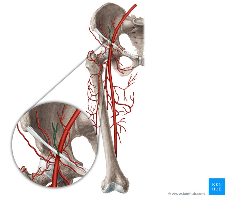 Superficial epigastric artery (Arteria epigastrica superficialis)