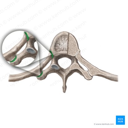 Costovertebral joints (Articulationes costovertebrales); Image: Begoña Rodriguez