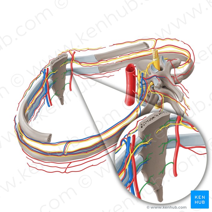 Ramos esternais da artéria torácica interna (Rami sternales arteriae thoracicae internae); Imagem: Paul Kim