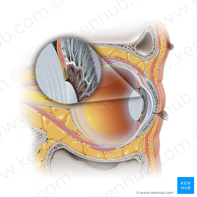 Sphincter pupillae muscle of iris (Musculus sphincter pupillae iridis); Image: Paul Kim