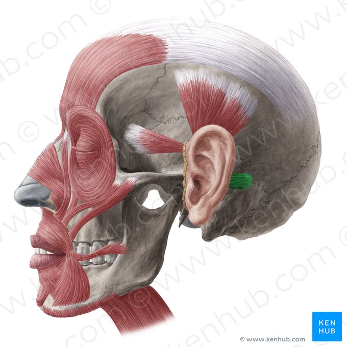 Músculo auricular posterior (Musculus auricularis posterior); Imagem: Yousun Koh