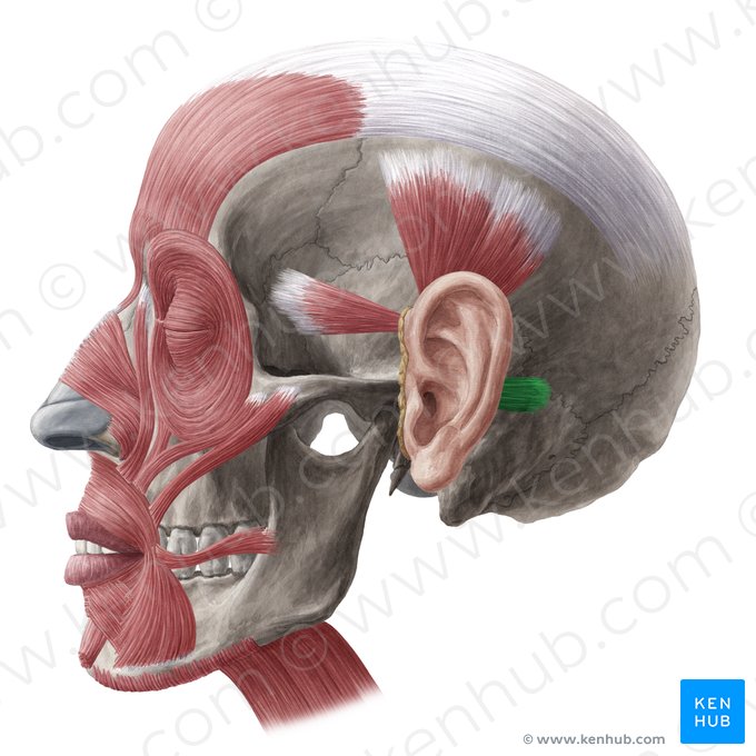 Muscle auriculaire postérieur (Musculus auricularis posterior); Image : Yousun Koh