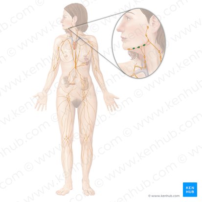 Submandibular lymph nodes (Nodi lymphoidei submandibulares); Image: Begoña Rodriguez