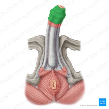 Prepúcio do pênis (Preputium penis); Imagem: Samantha Zimmerman