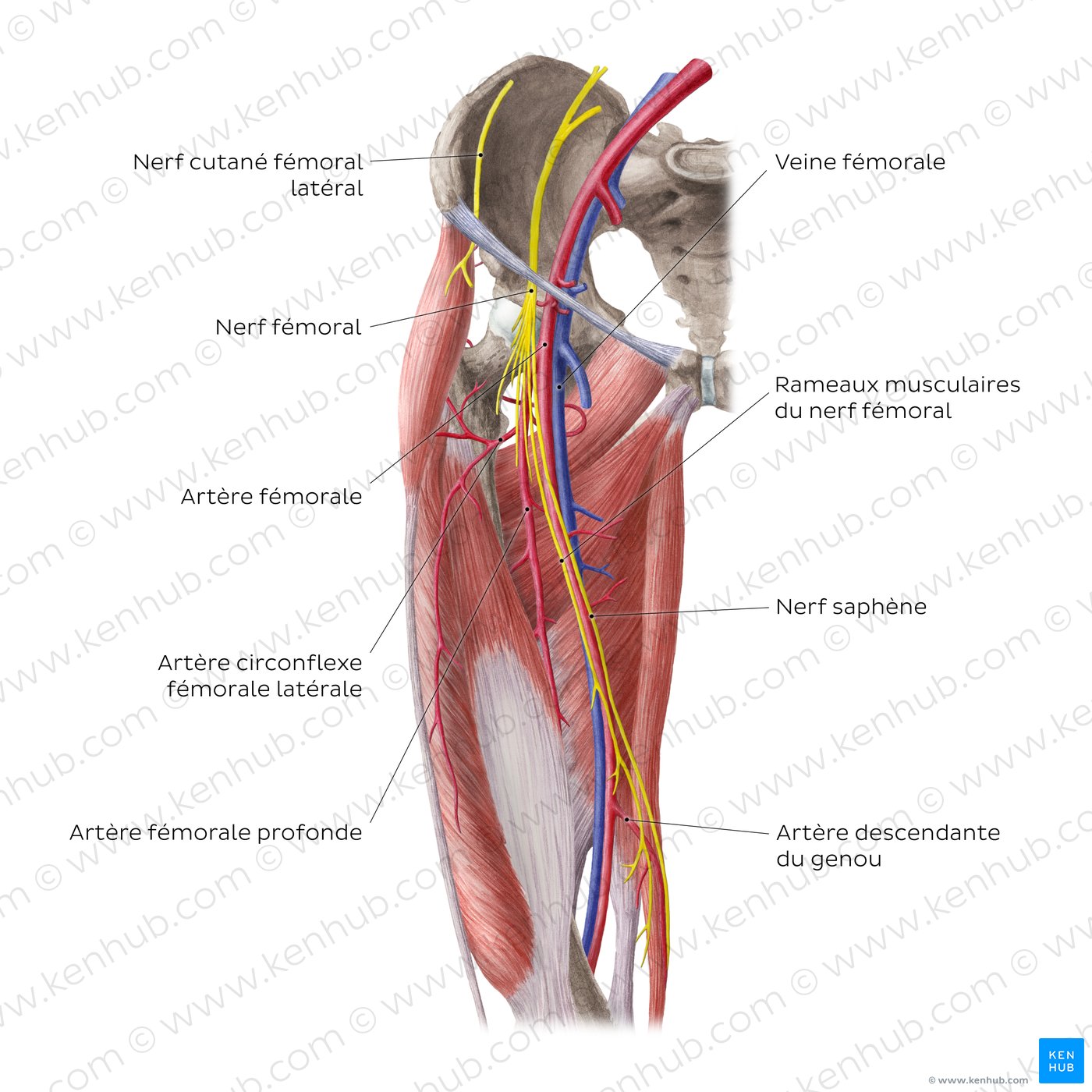 Artères et nerfs de la hanche et de la cuisse (vue antérieure)
