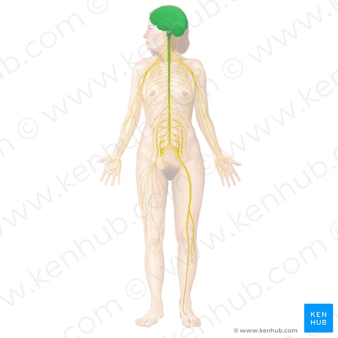 Sistema nervoso central (Systema nervosum centrale); Imagem: Begoña Rodriguez