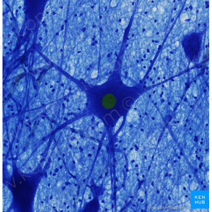 Noyau du neurone (Nucleus neuronalis); Image : 