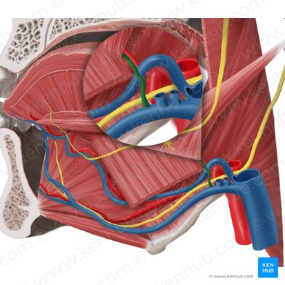 Vena dorsal de la lengua (Vena dorsalis linguae); Imagen: Begoña Rodriguez