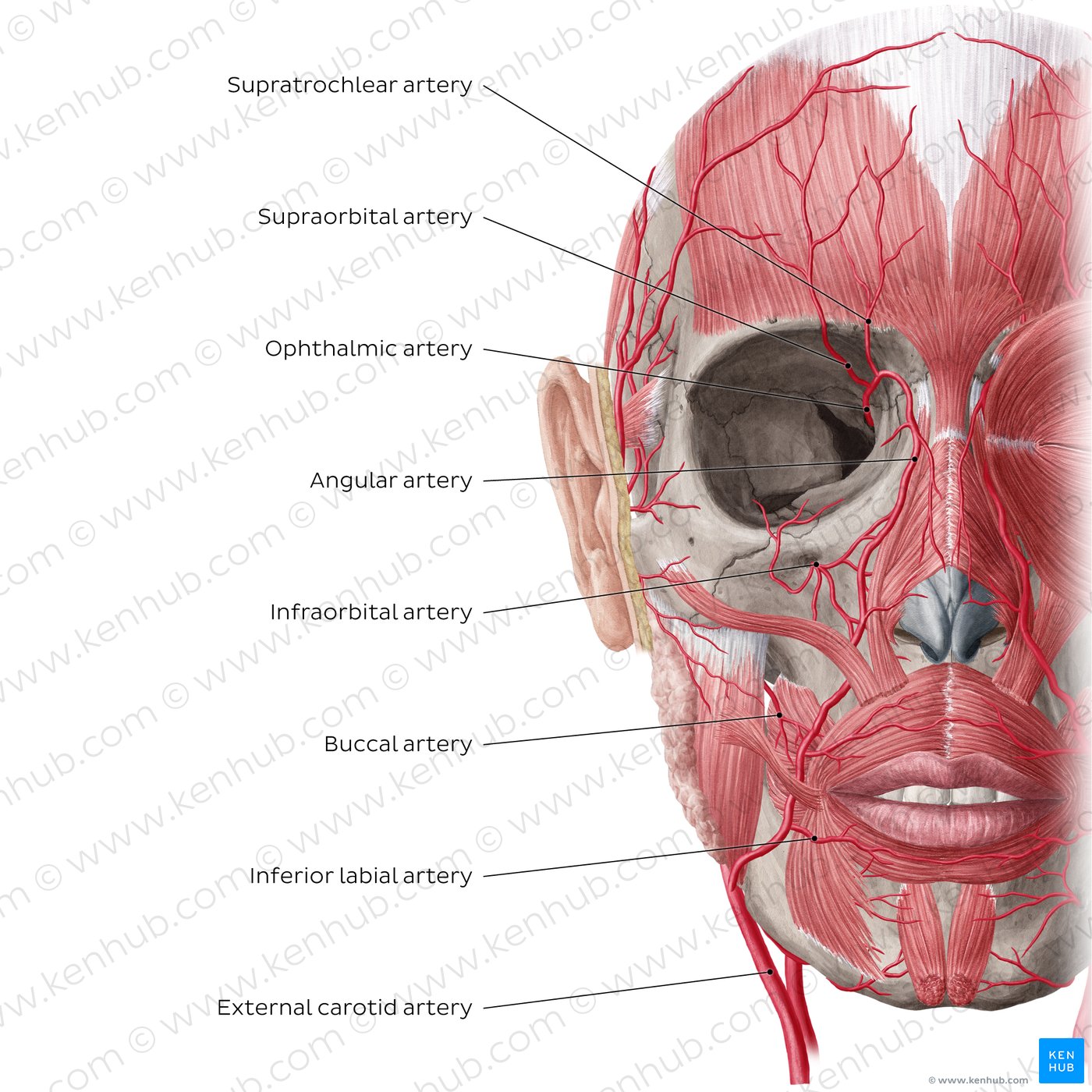Arteries of face and scalp (Anterior view: deep)
