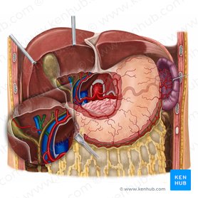 Right hepatic artery (Arteria hepatica dextra); Image: Irina Münstermann