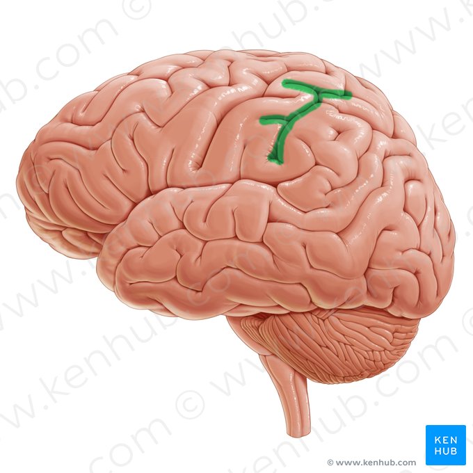 Postcentral sulcus (Sulcus postcentralis); Image: Paul Kim