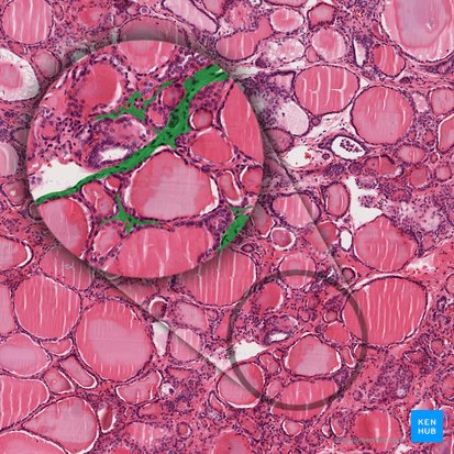 Tejido conectivo interfolicular (Textus connectivus interfollicularis); Imagen: 