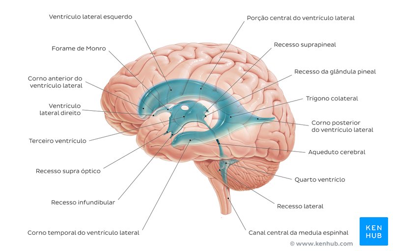 Diagrama dos Ventrículos do cérebro