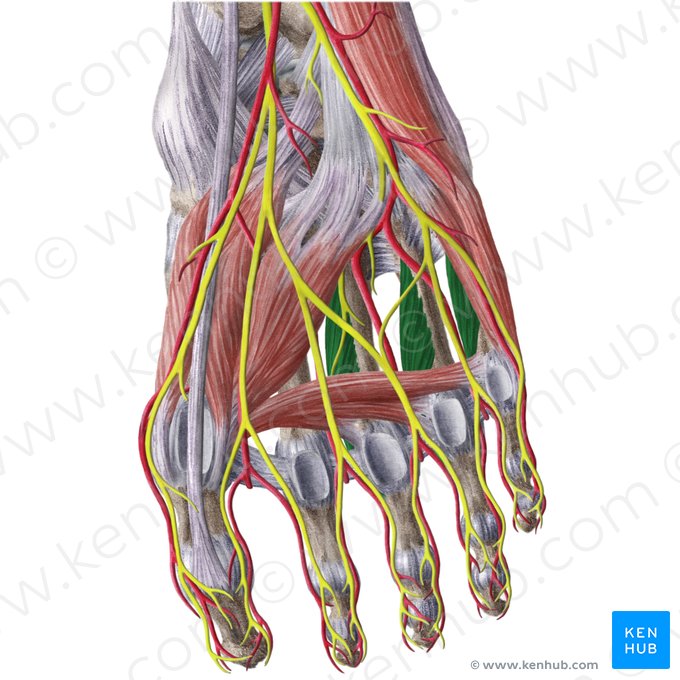 Musculi interossei plantares (Fußsohlenseitige Zwischenknochenmuskeln); Bild: Liene Znotina