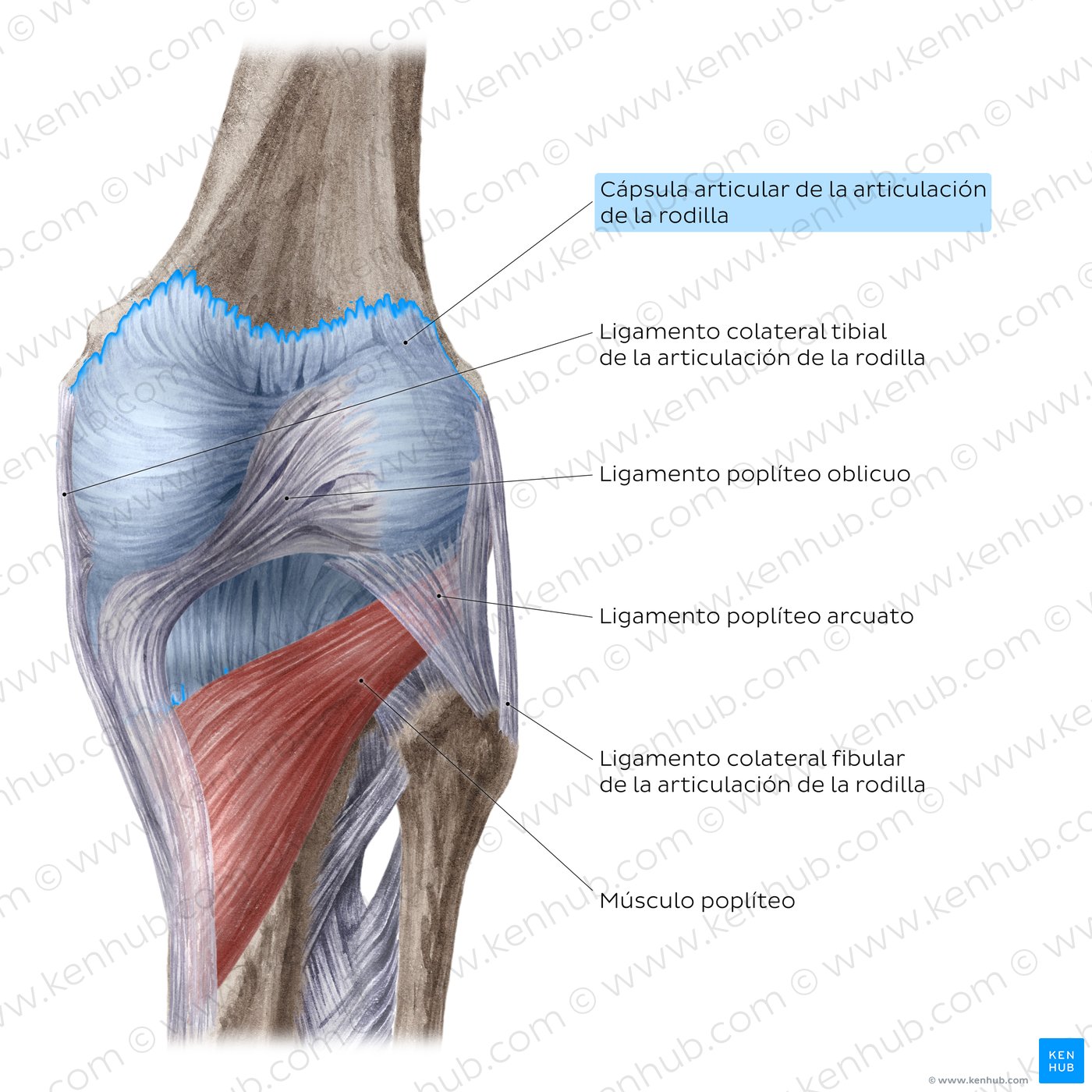 Articulación de la rodilla: Ligamentos extracapsulares y músculo poplíteo (vista posterior)