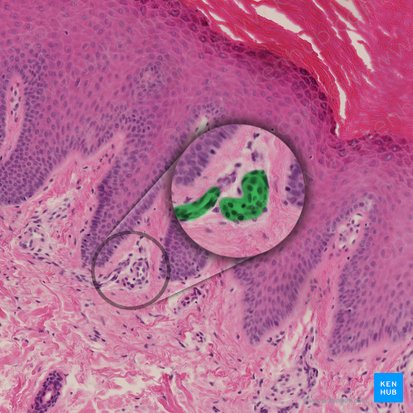 Capillaire dermique (Capillare dermale); Image : 