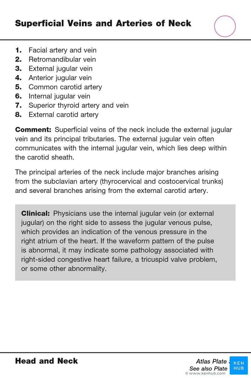 Netter's Anatomy Flash Cards - Card sample