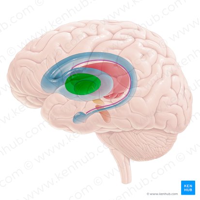 Globus pallidus; Image: Paul Kim