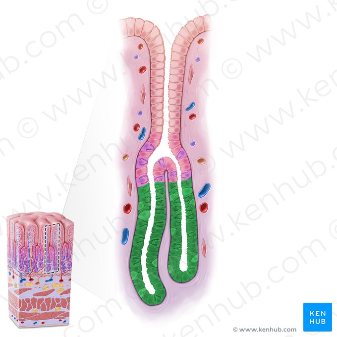 Base da glândula gástrica (Basis glandulae gastricae); Imagem: Paul Kim