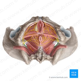 Pudendal nerve (Nervus pudendus); Image: Rebecca Betts