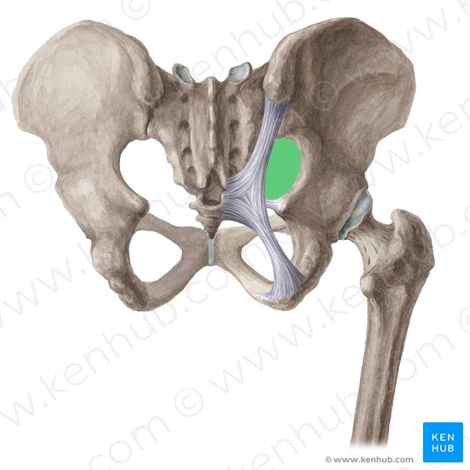 Foramen ciático mayor (Foramen ischiadicum majus); Imagen: Liene Znotina