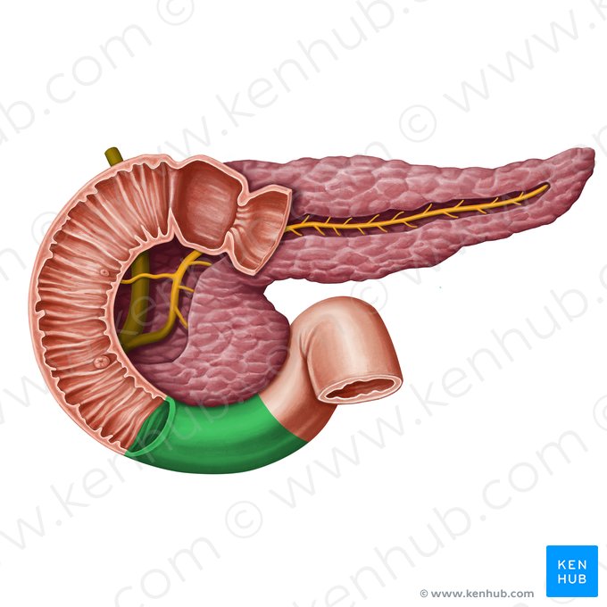 Horizontal part of duodenum (Pars horizontalis duodeni); Image: Irina Münstermann