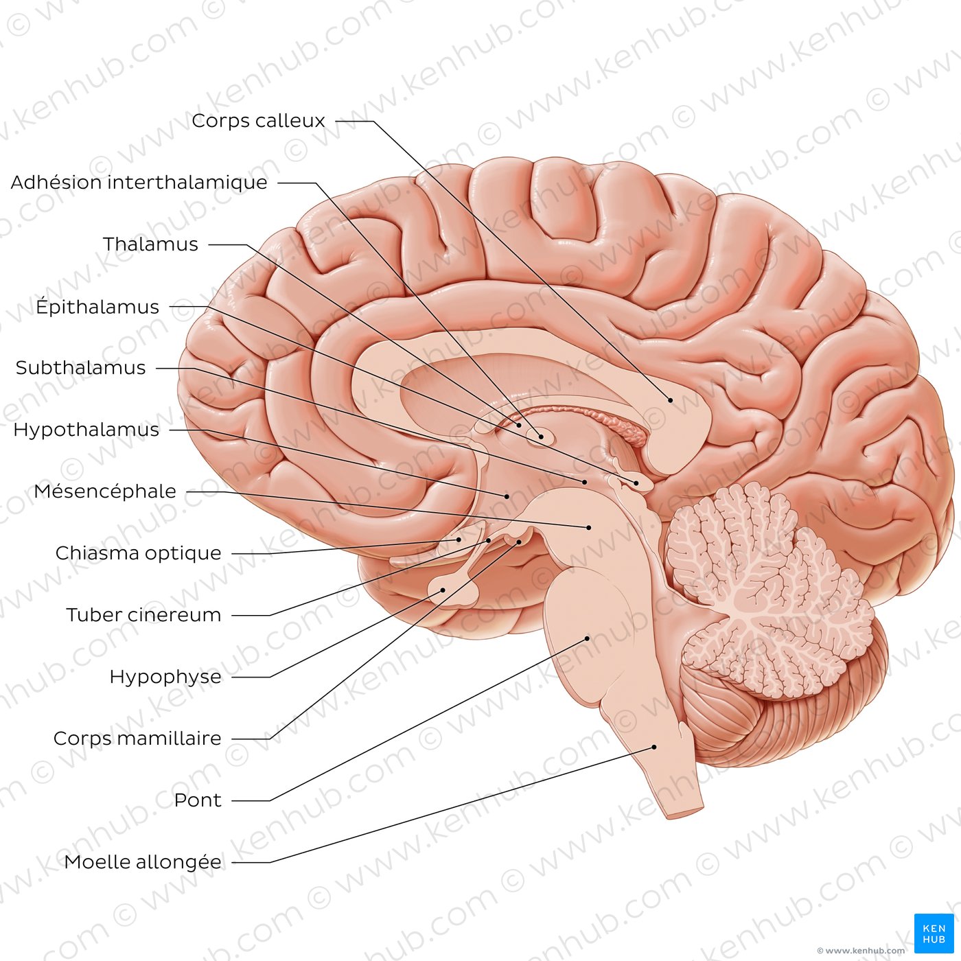 Overview of diencephalon