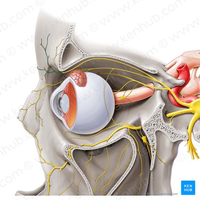 Supratrochlear nerve (Nervus supratrochlearis); Image: Paul Kim