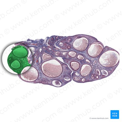 Cortex ovarii (Rinde des Eierstocks); Bild: 
