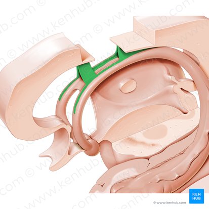 Septum pellucidum; Image: Paul Kim