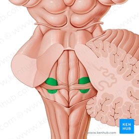 Area vestibularis ventriculi quarti (Vestibularbereich des vierten Ventrikels); Bild: Paul Kim