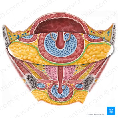 Fascia perineal superficial (Fascia superficialis perinei); Imagen: Irina Münstermann