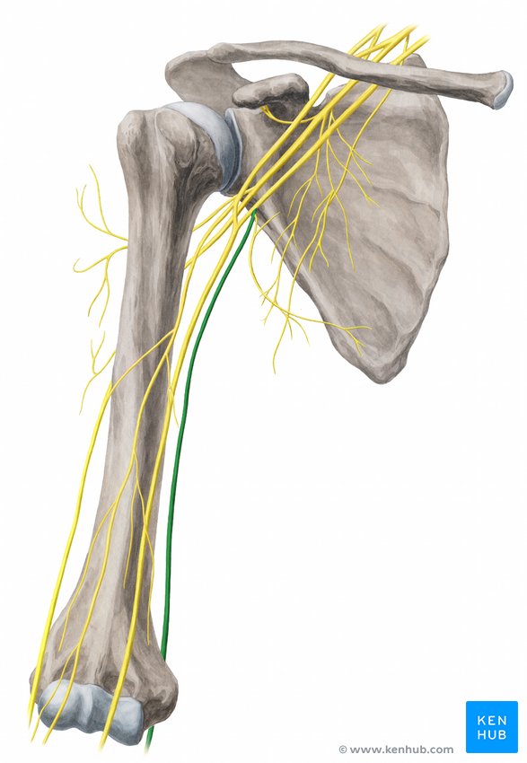 Ulnar nerve: Origin, course, branches and innervation Biology Diagrams