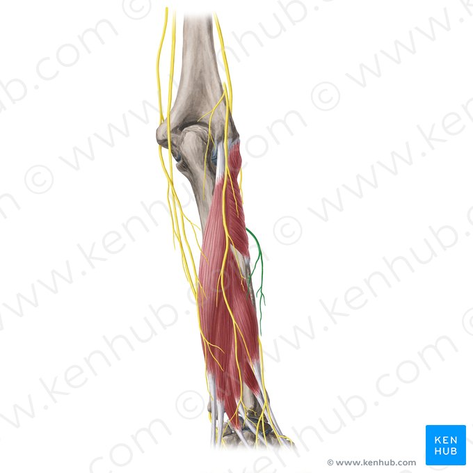 Ramus posterior nervi cutanei lateralis antebrachii (Hinterer Ast des seitlichen Hautnervs des Unterarms); Bild: Yousun Koh