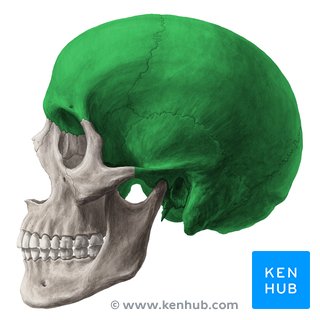 Neurocranium - lateral view