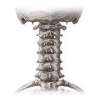 Overview of the cervical spine