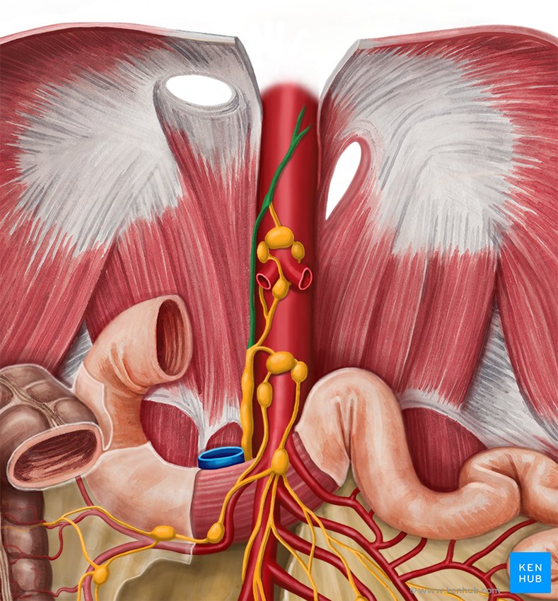 Thoracic duct - ventral view