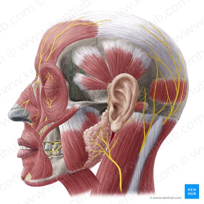 Ramo cigomaticotemporal del nervio cigomático (Nervus zygomaticotemporalis); Imagen: Yousun Koh