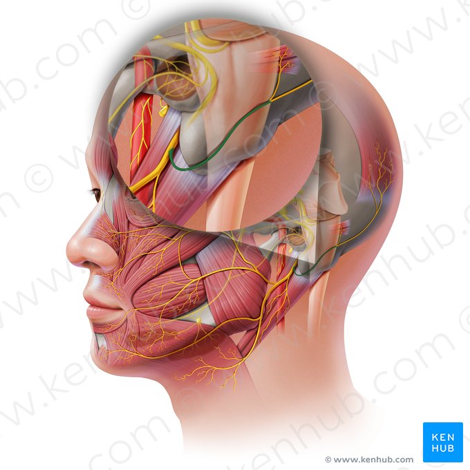 Nervo auricular posterior (Nervus auricularis posterior); Imagem: Paul Kim