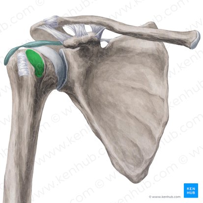 Lesser tubercle of humerus (Tuberculum minus humeri); Image: Yousun Koh