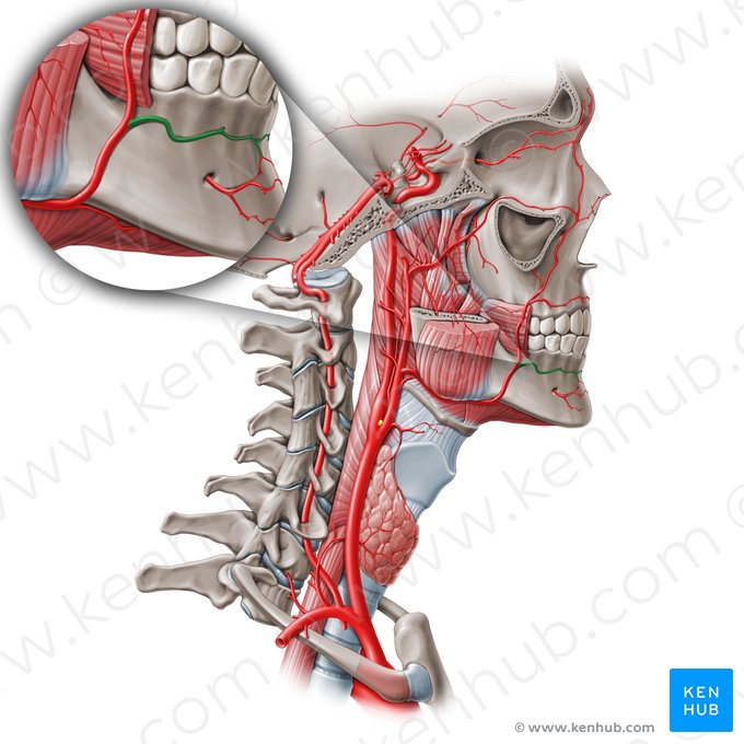 Artéria labial inferior (Arteria labialis inferior); Imagem: Paul Kim