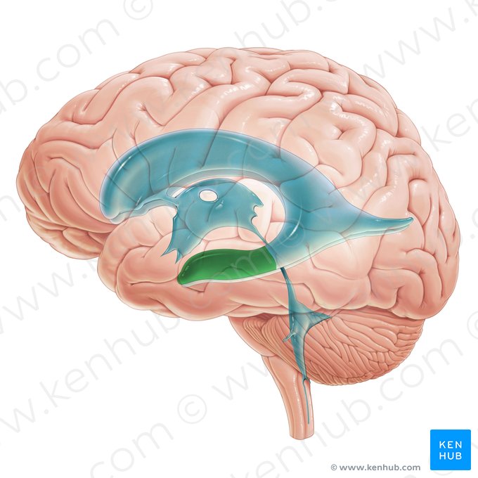 Corno temporal do ventrículo lateral (Cornu temporale ventriculi lateralis); Imagem: Paul Kim