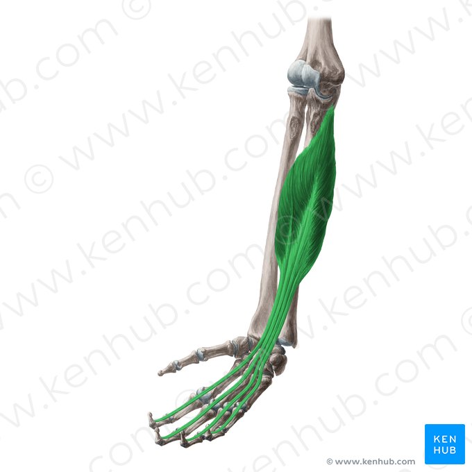 Musculus flexor digitorum profundus (Tiefer Fingerbeuger); Bild: Yousun Koh