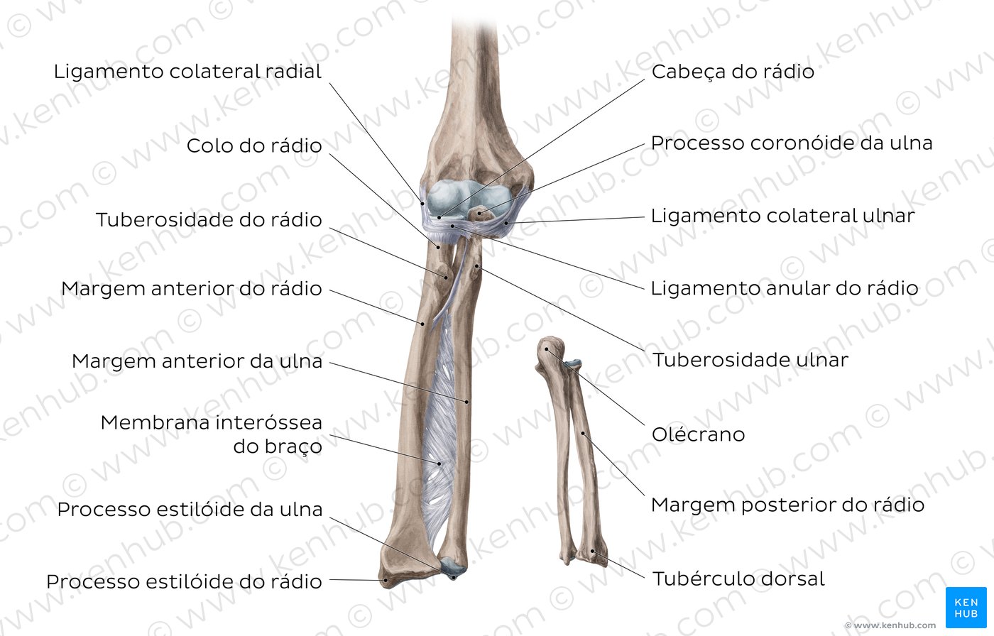 Imagem dos ossos e ligamentos do antebraço