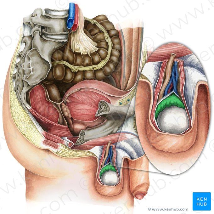 Epididymis (Nebenhoden); Bild: Irina Münstermann